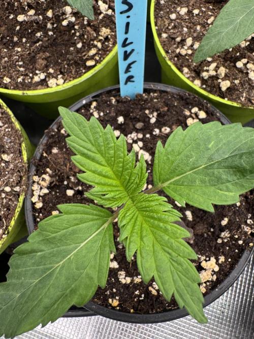 Old School 😶‍🌫️. Week 1