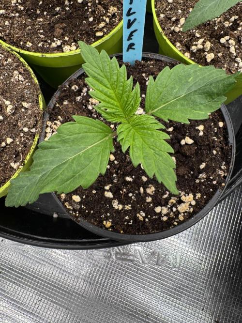 Old School 😶‍🌫️. Week 1