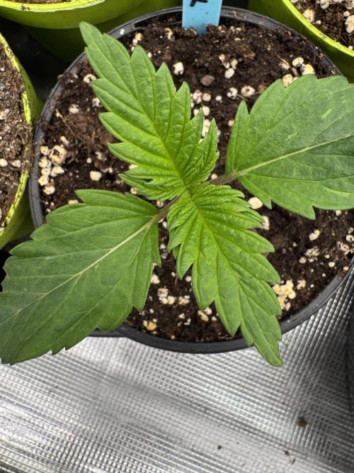 Old School 😶‍🌫️. Week 1