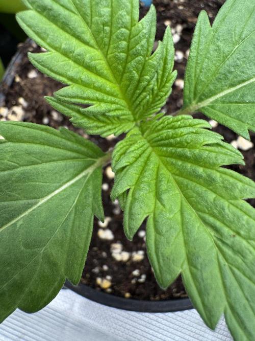 Old School 😶‍🌫️. Week 1