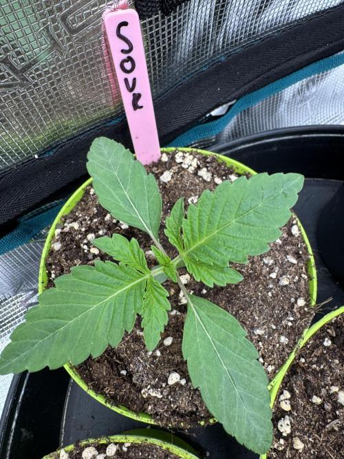 Gas Station ⛽️. Week 1