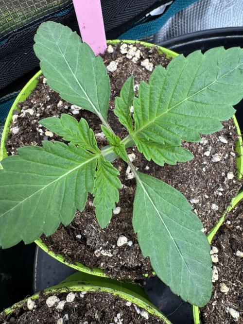 Gas Station ⛽️. Week 1