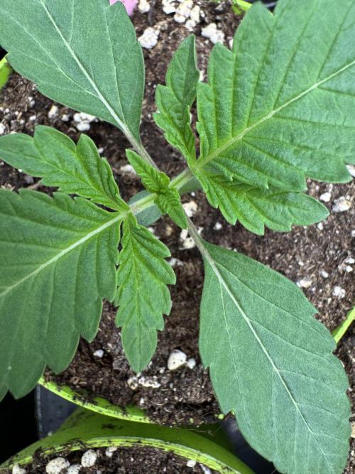 Gas Station ⛽️. Week 1