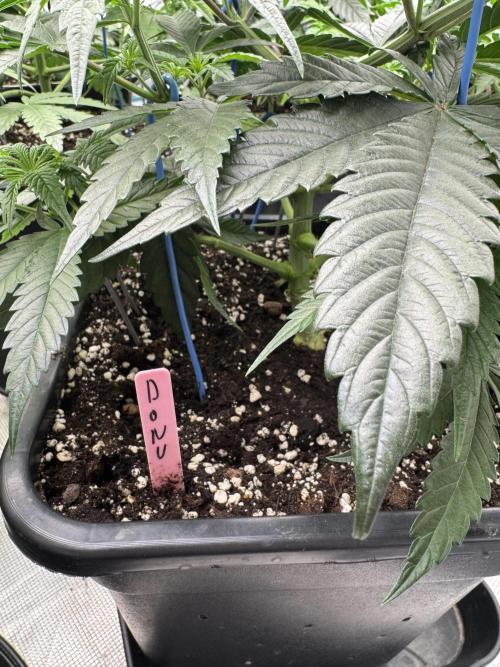 Doughnut Time 🍩. Week 5