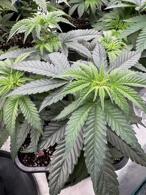 Doughnut Time 🍩. Week 5