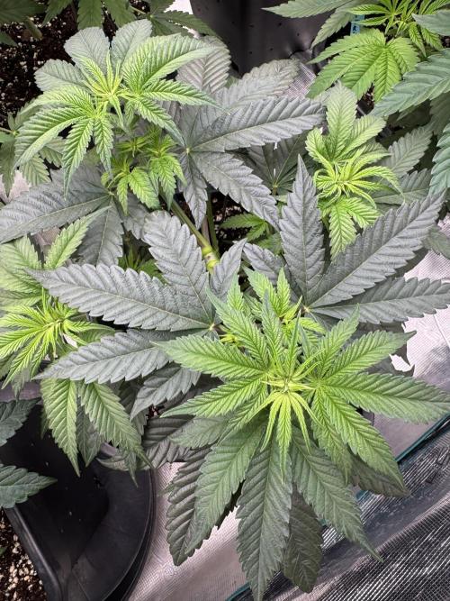 Doughnut Time 🍩. Week 5