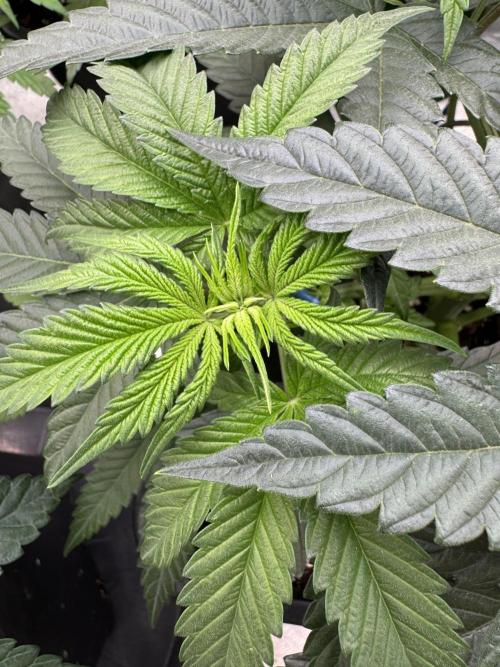 Doughnut Time 🍩. Week 5