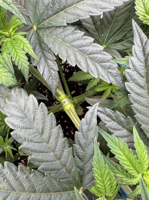 Doughnut Time 🍩. Week 5