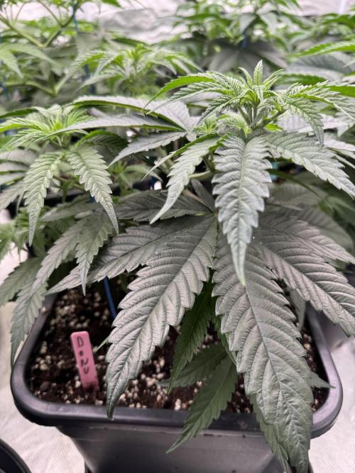 Doughnut Time 🍩. Week 5