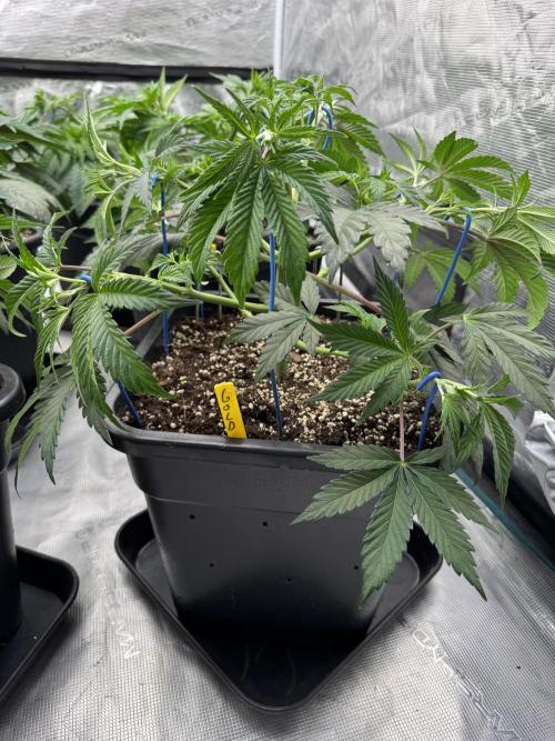 Golden sands 🏜️. Week 5