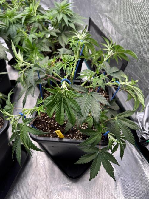 Golden sands 🏜️. Week 5