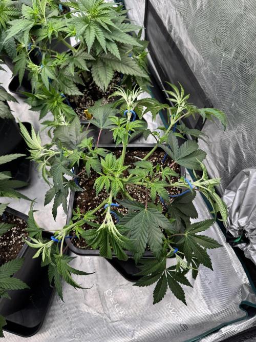 Golden sands 🏜️. Week 5