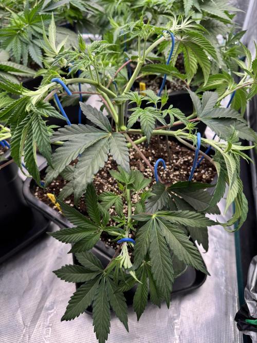 Golden sands 🏜️. Week 5