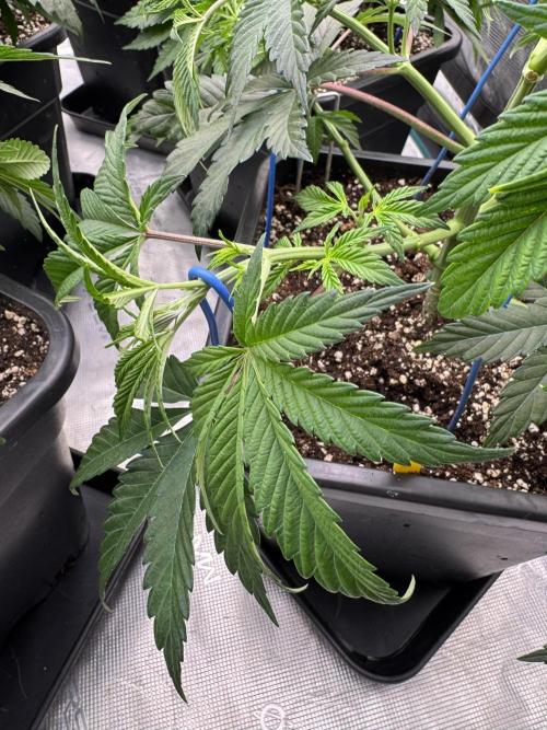 Golden sands 🏜️. Week 5