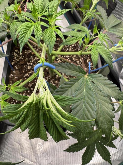 Golden sands 🏜️. Week 5