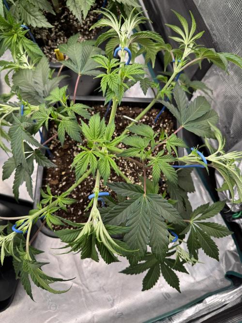 Golden sands 🏜️. Week 5