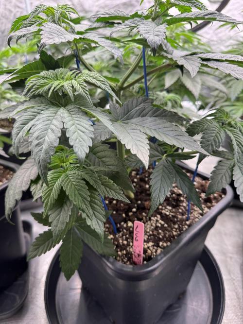 Da Valiotoro 🍦. Week 5