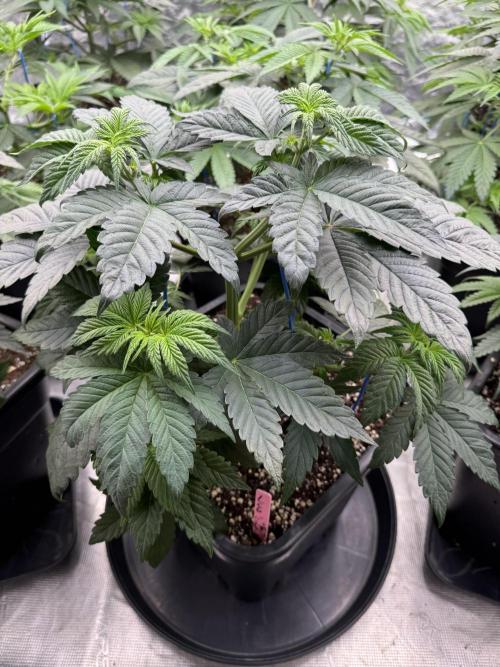 Da Valiotoro 🍦. Week 5