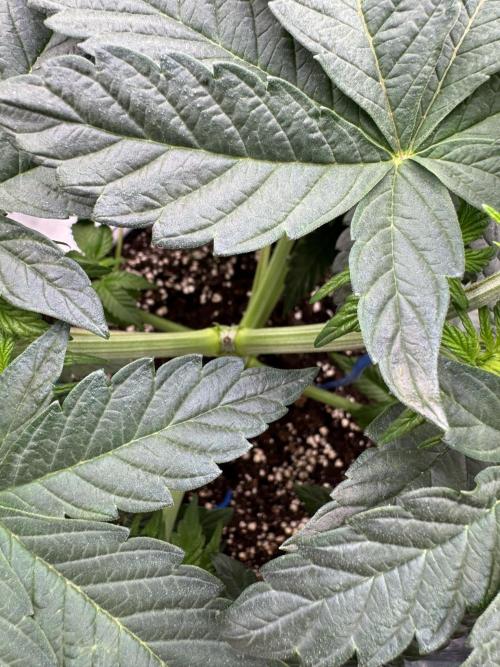 Da Valiotoro 🍦. Week 5