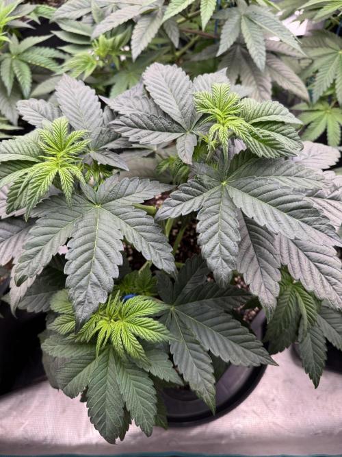 Da Valiotoro 🍦. Week 5