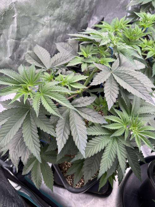 Lemon Tree x Banana Krumble. Week 5