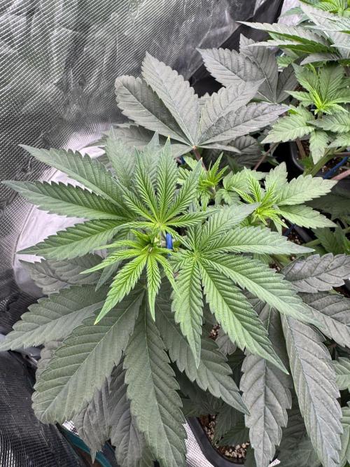 Lemon Tree x Banana Krumble. Week 5