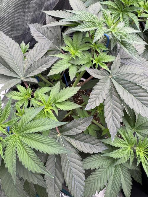 Lemon Tree x Banana Krumble. Week 5