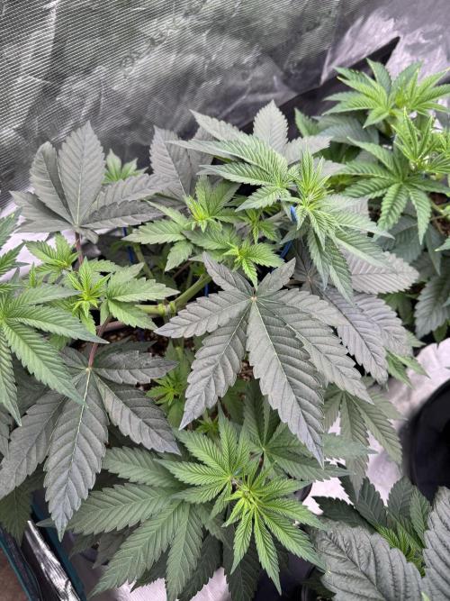 Lemon Tree x Banana Krumble. Week 5