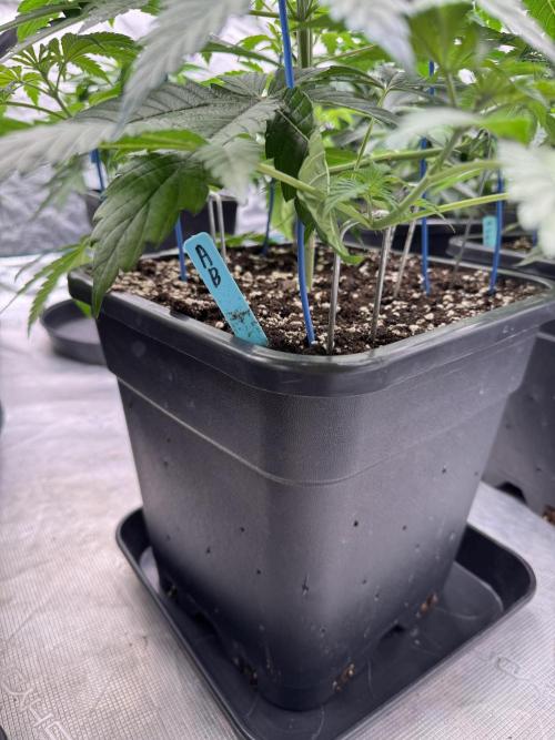 Tropical duo 🏝️. Week 5