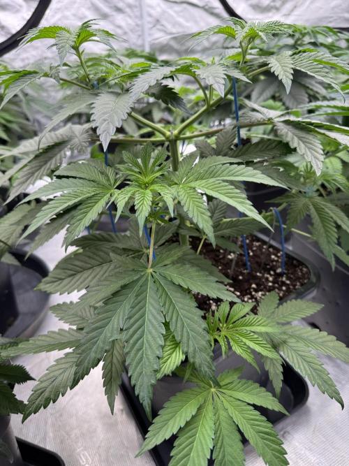 Tropical duo 🏝️. Week 5