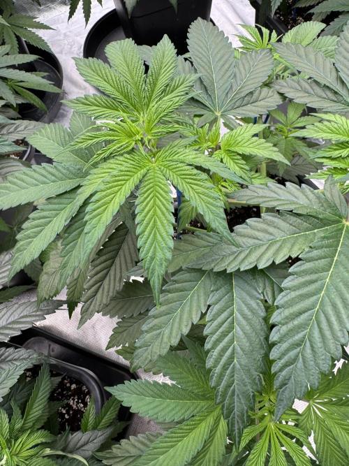 Tropical duo 🏝️. Week 5