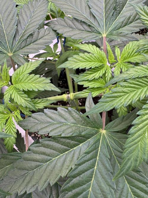 Tropical duo 🏝️. Week 5