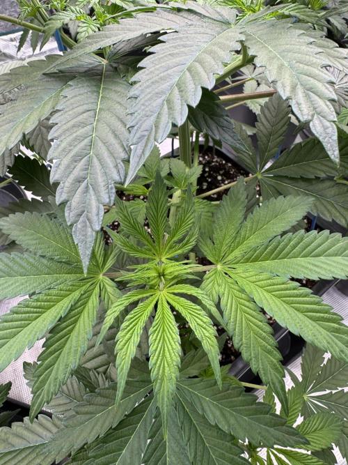 Tropical duo 🏝️. Week 5