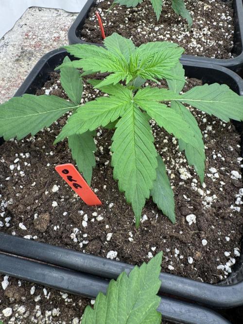 Orange Zest 🍊🍸. Week 2