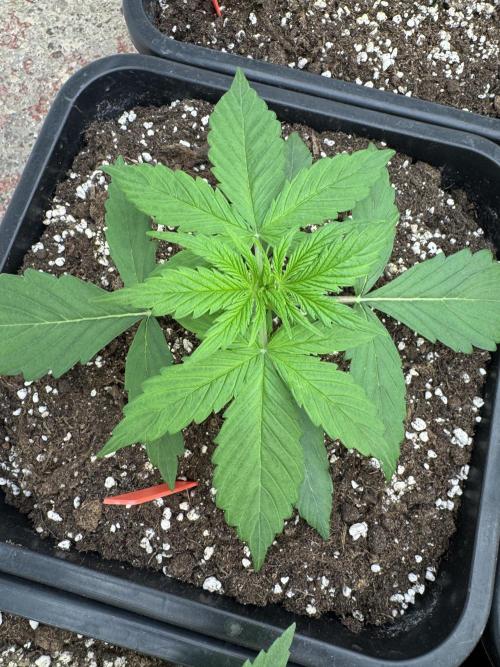 Orange Zest 🍊🍸. Week 2