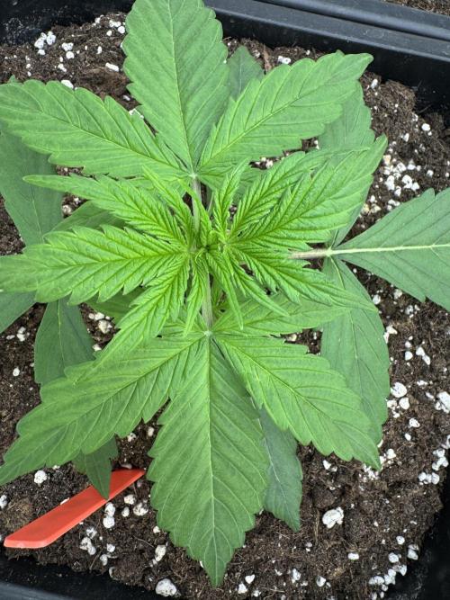 Orange Zest 🍊🍸. Week 2