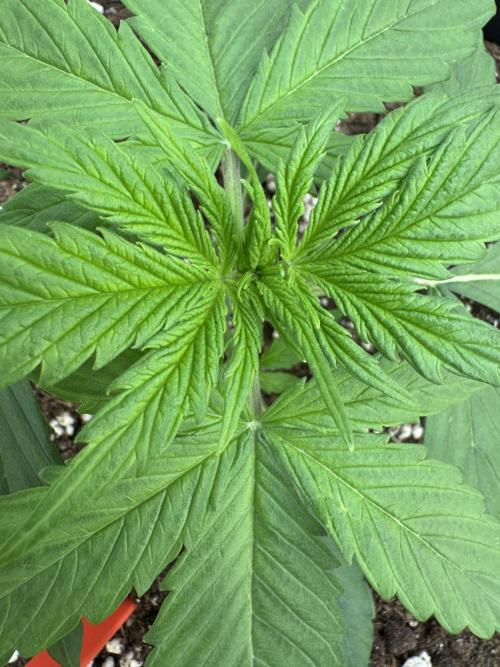 Orange Zest 🍊🍸. Week 2