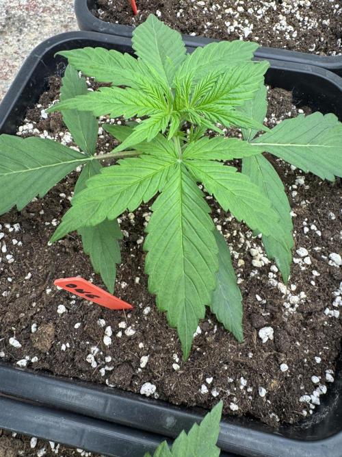 Orange Zest 🍊🍸. Week 2