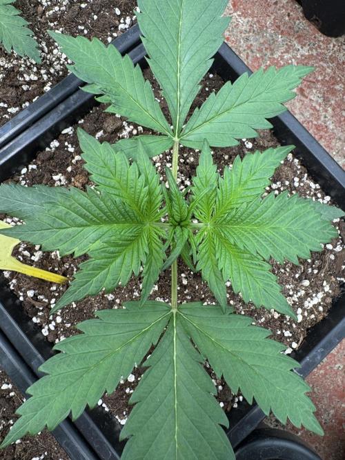 Guava 🍐🍓. Week 2