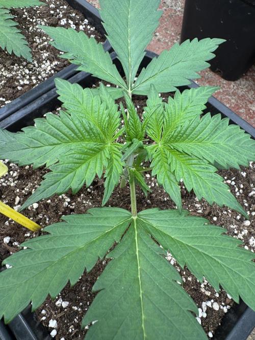 Guava 🍐🍓. Week 2