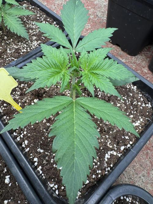 Guava 🍐🍓. Week 2