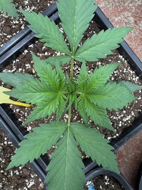 Guava 🍐🍓. Week 2