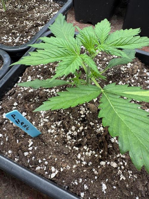 Purple Haze 😈. Week 2