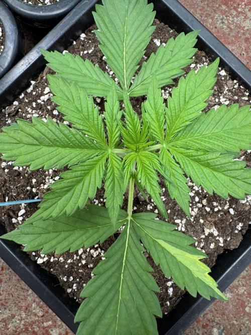 Purple Haze 😈. Week 2