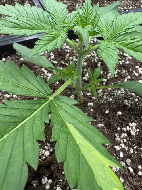 Purple Haze 😈. Week 2