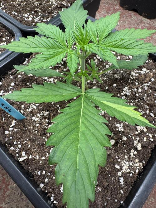 Purple Haze 😈. Week 2