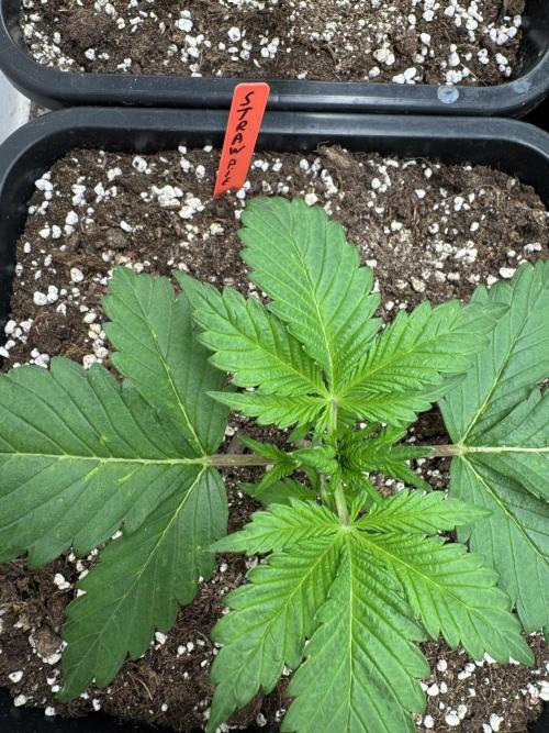 Sweet Crust 🥧. Week 2