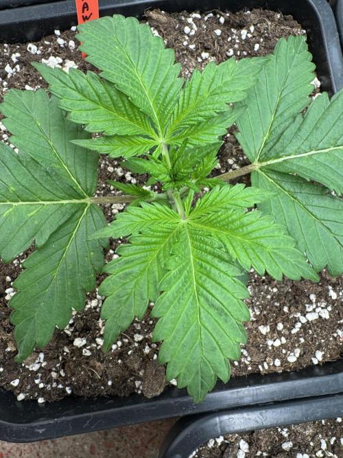 Sweet Crust 🥧. Week 2