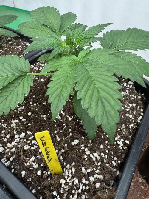 Cherish the Cherry Cola. Week 2