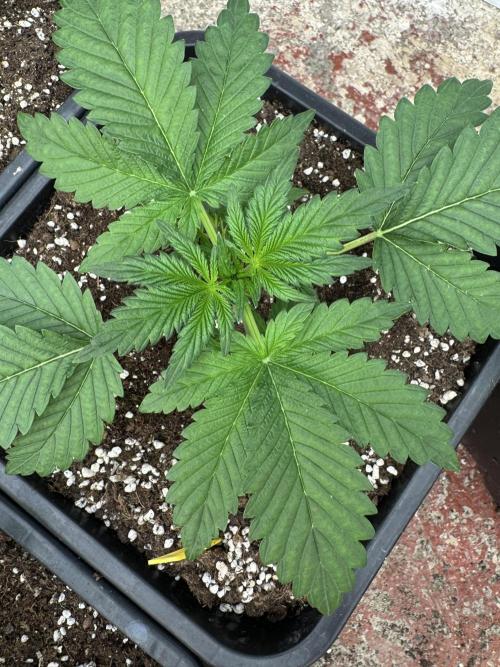 Cherish the Cherry Cola. Week 2